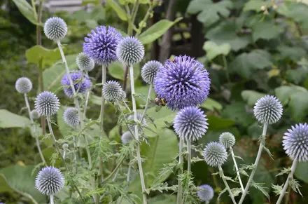 Water-Friendly Garden in Summer