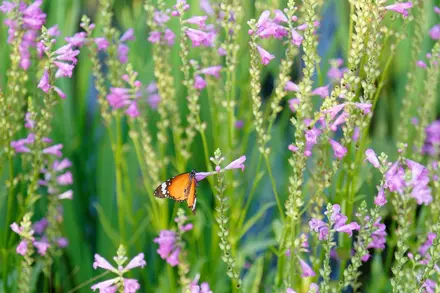 Which Plants Attract Pollinators?