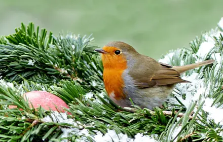 Winter Bird Care Winter Bird Care