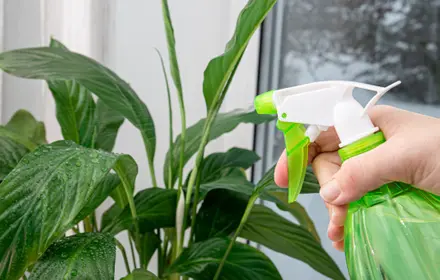 Winter Care for Houseplants Winter Care for Houseplants