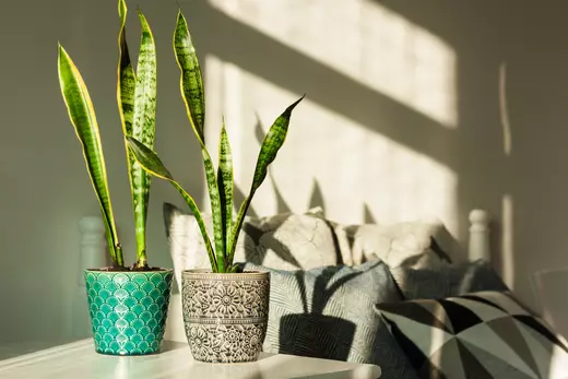 Houseplant trends for 2023